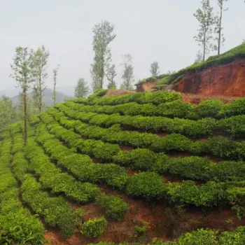 Kerala Wayanad Family Tour Packages